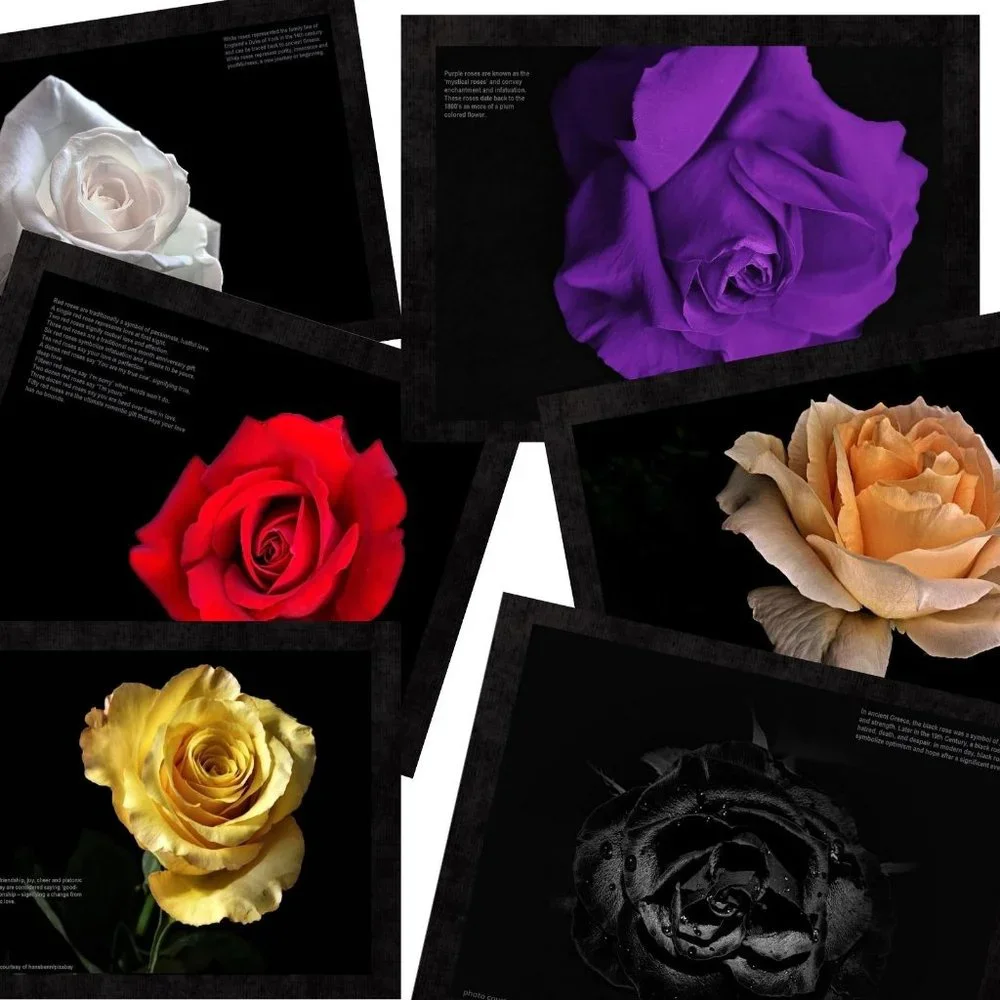 2027 Rose Calendar Beautiful Flower Photography Floral Garden Wall Calendar Gift